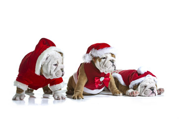 English bulldog puppies in christmas costumes isolated