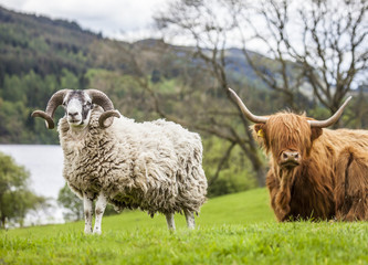 Horns and Horns - Sheep and Cattle, Scotland