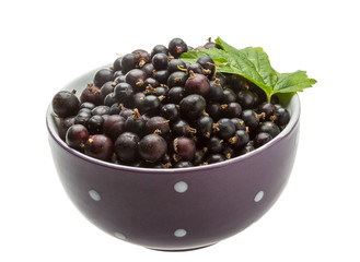 Black currant