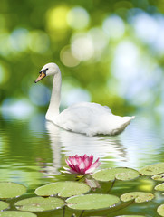 image of a swan and lotus flower on the water
