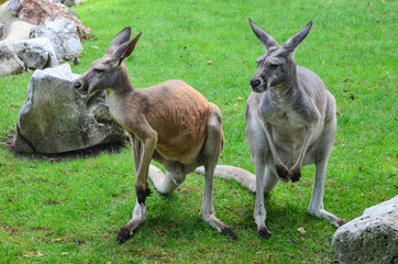 Kangaroos