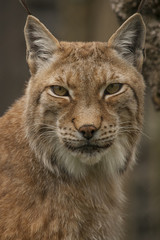 Portret van een lynx.