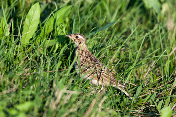 Alauda arvensis, Skylark