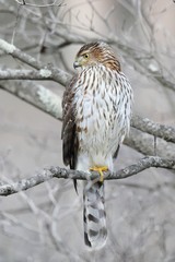 Juvenile Coopers Hawk