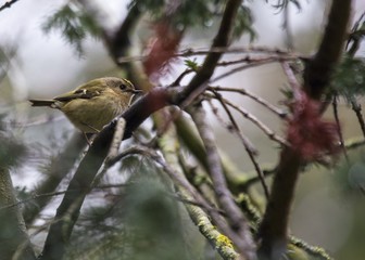 Goldcrest