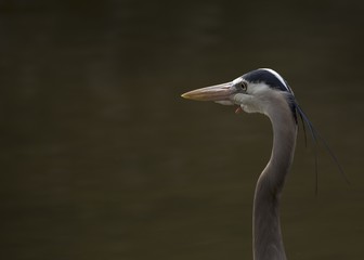Great Blue Heron