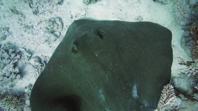 High angle view of Feathertail stingray (Pastinachus sephen)