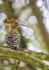 Hoopoe