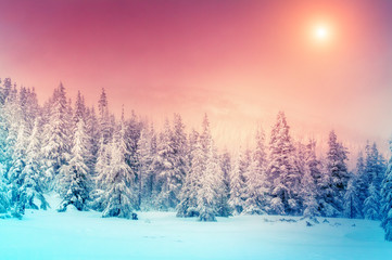 Fototapeta premium Amazing winter landscape