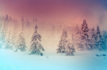 Fototapeta premium Amazing winter landscape