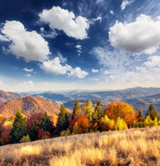 Fototapeta premium beautiful autumn day