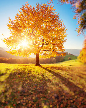 Fototapeta beautiful autumn trees