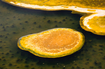 Yellowstone Nationalpark, Utah, USA