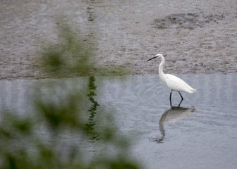 Little Egret