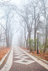 foggy morning in city park