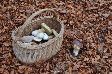 Picked mushrooms in the basket