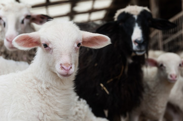 Ritratto dell'agnellino