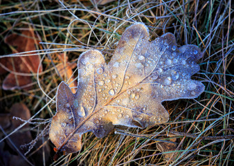 frozen oak leaf on grass