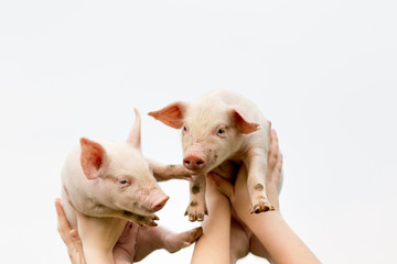Cute piglets