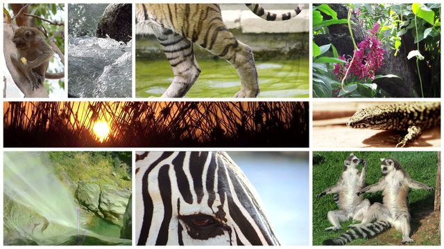 a tribute to wildlife montage