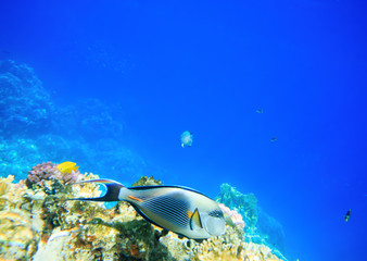 Fototapeta na wymiar Underwater panorama with fish and coral