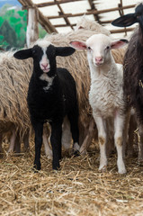 Agnellino bianco e agnellino nero