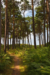 Weg durch den Wald zur Ostsee