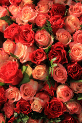 Naklejka premium Red and pink roses