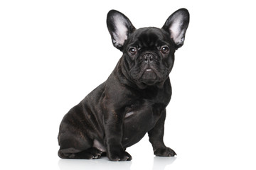 French bulldog puppy on a white background - Powered by Adobe