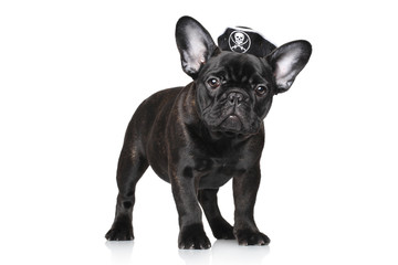 French bulldog puppy in pirate hat