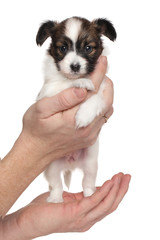 Continental toy spaniel puppy in hand