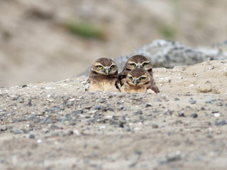 Juvenile Burrowing Owls