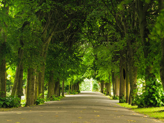 Fototapeta na wymiar sidewalk walking pavement in park. nature landscape.