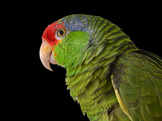 Mexican Red Headed Amazon