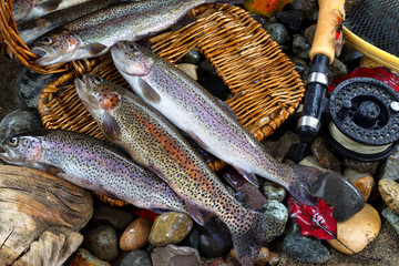 Trout Spilling out of Creel - obrazy, fototapety, plakaty