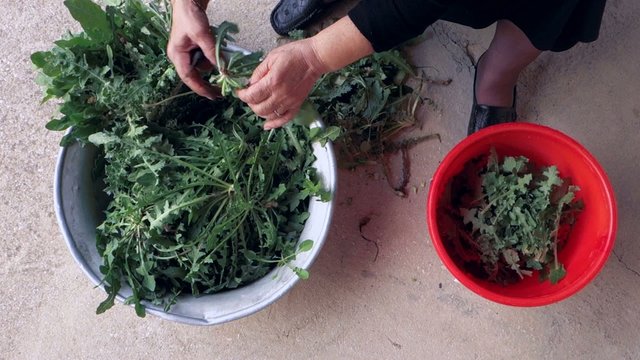 Old Greek lady cleaning and slicing green dandelion plants