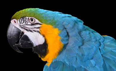 Blue and Gold Macaw