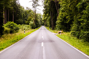Naklejka premium European Asphalt Forest Road