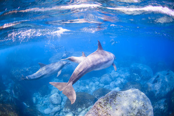 Obraz premium Dolphins