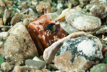 Hiding jawfish in Ambon, Maluku, Indonesia underwater
