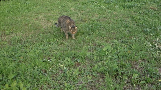 Cat walking on farm garden summer grass