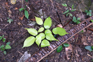 Green seedlings.