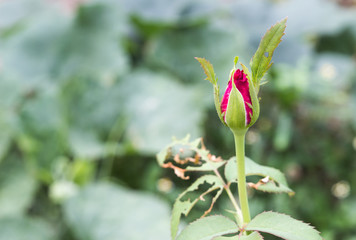 Beautiful pink rose in a garden