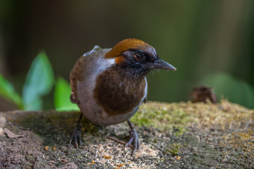 White-necked laughingthrush (Garrulax strepitans)on the rock
