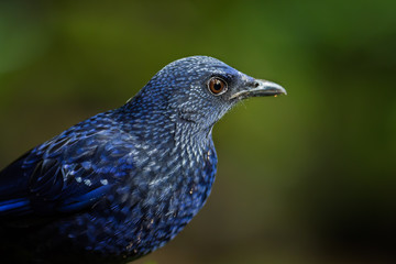 Portrait of Full frame of Blue whistling-Thrush
