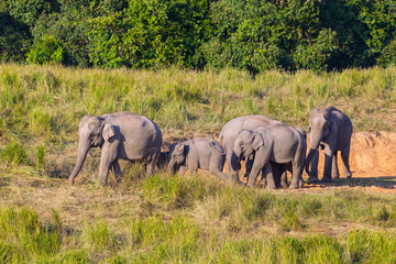 Fototapeta premium Big group of Wild Elephant walking in the field in nature a