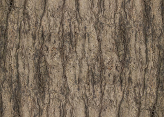 Coconut tree trunk texture
