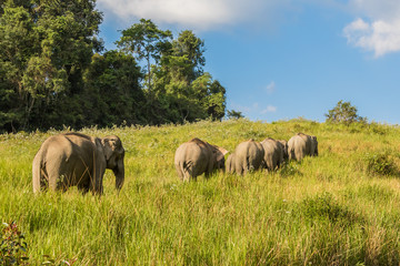 Big group of  Wild Elephant on the field in nature