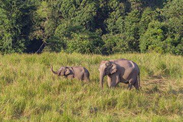 Couple of mother and son of Wild Elephant walking in the field