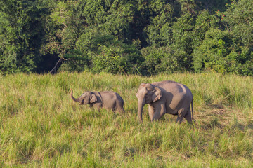 Fototapeta premium Couple of mother and son of Wild Elephant walking in the field